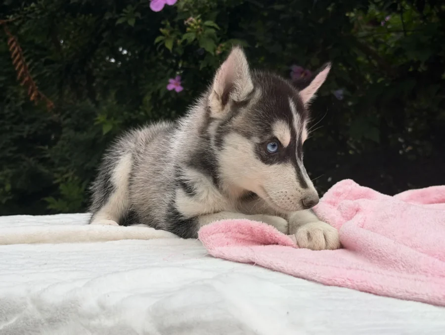Husky Cuccioli