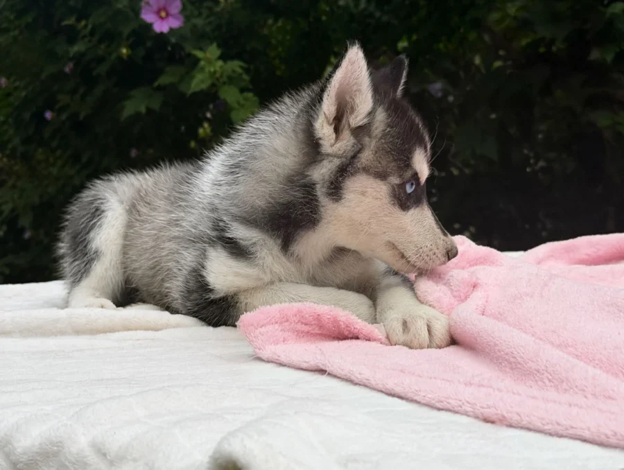 Cuccioli Husky