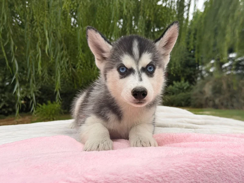 Cuccioli Siberian Husky