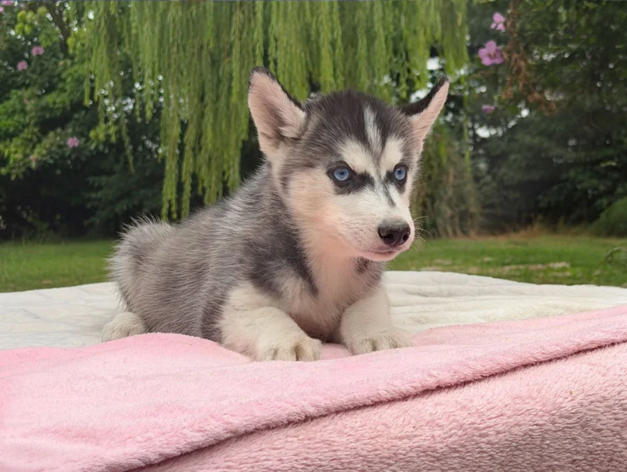 Allevamento Siberian Husky