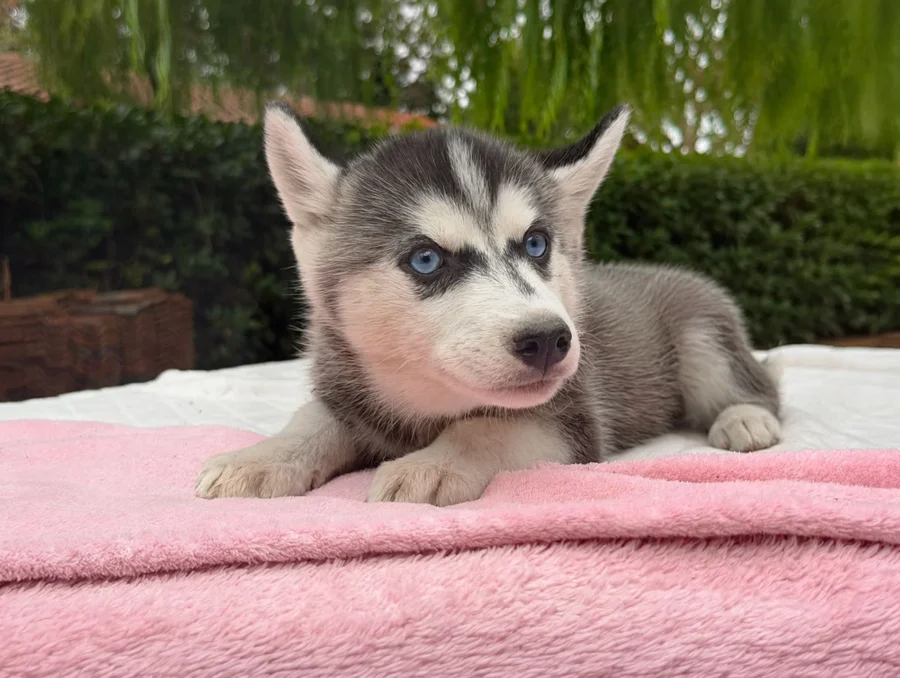 Cuccioli di Husky