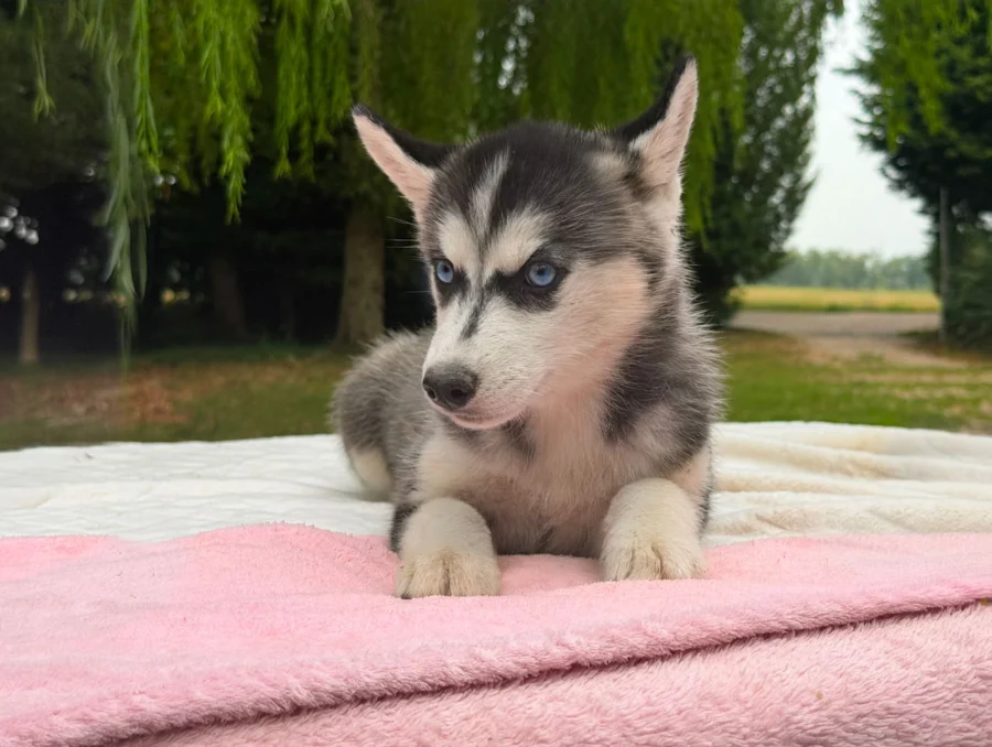 Husky Cuccioli