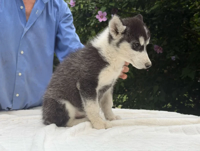 Allevamento Cuccioli Husky