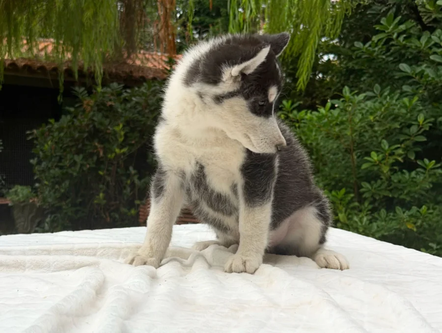 Allevamento Husky