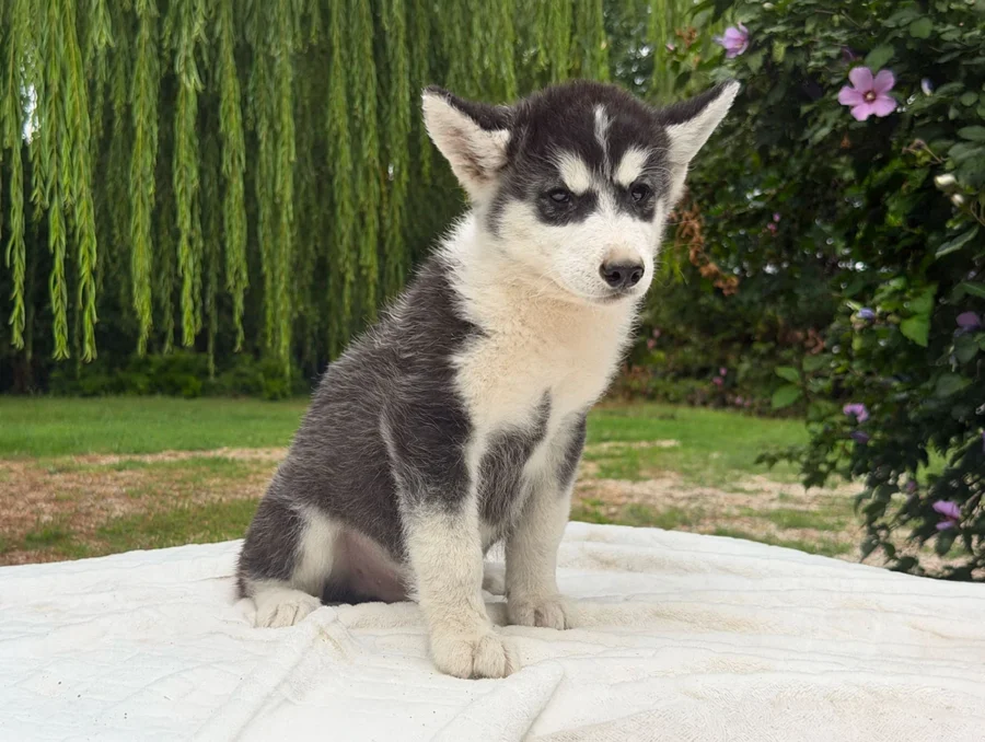 Vendita Cuccioli Siberian Husky