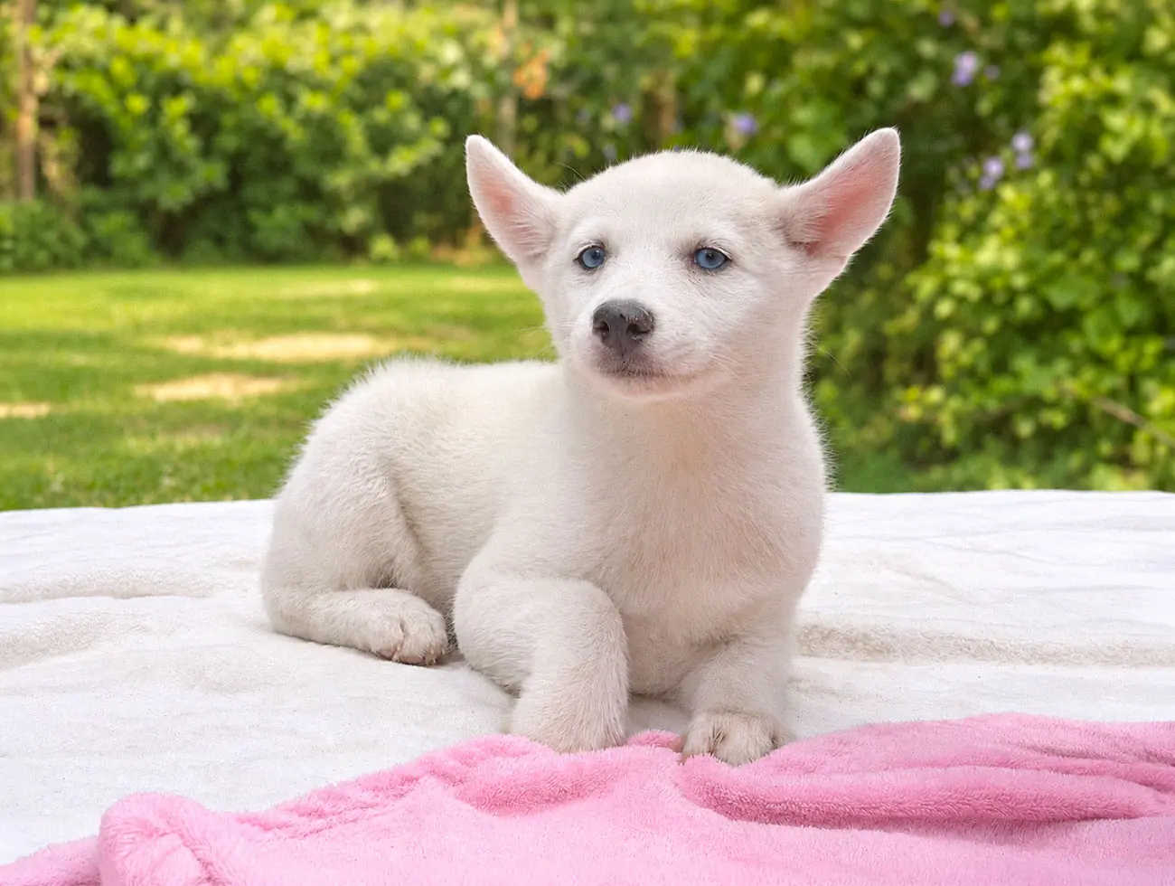 Zhora, Husky, femmina, Bianca