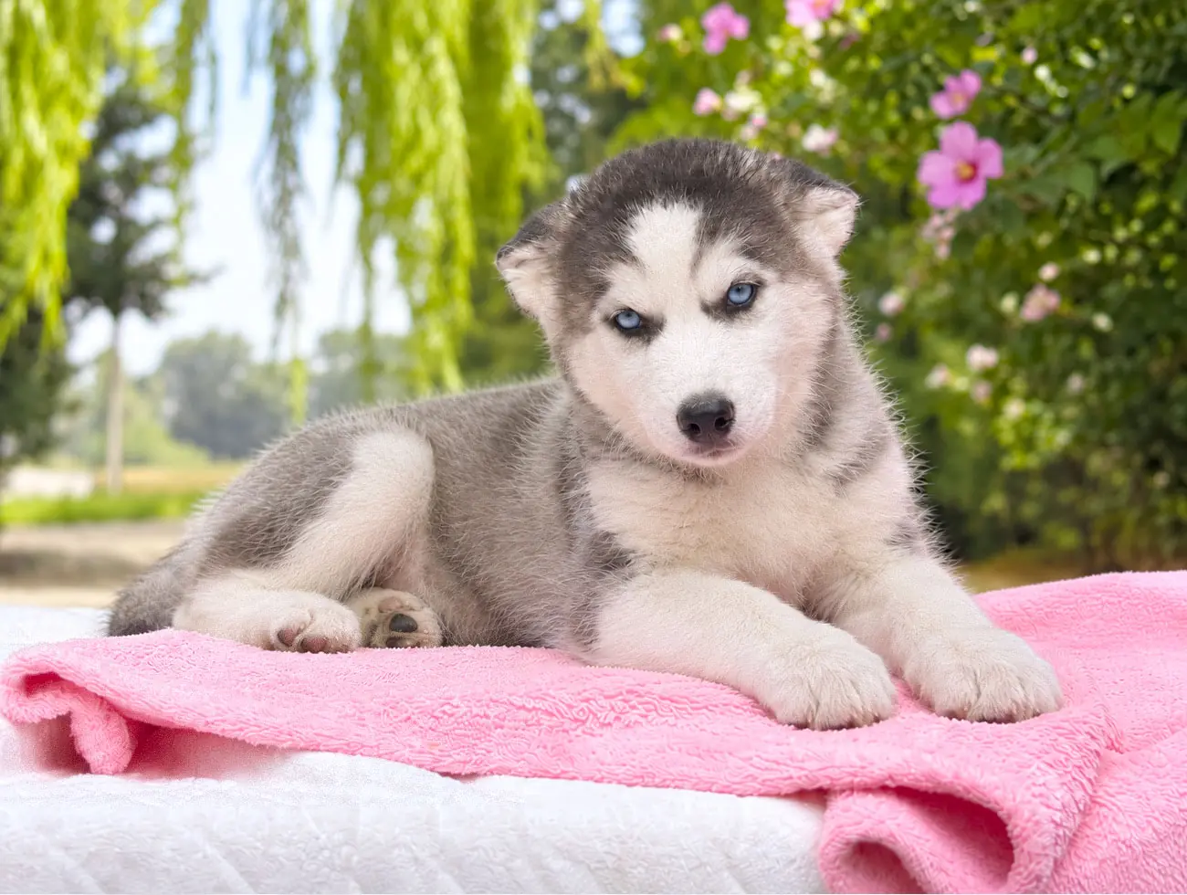 Vendita Cuccioli Husky