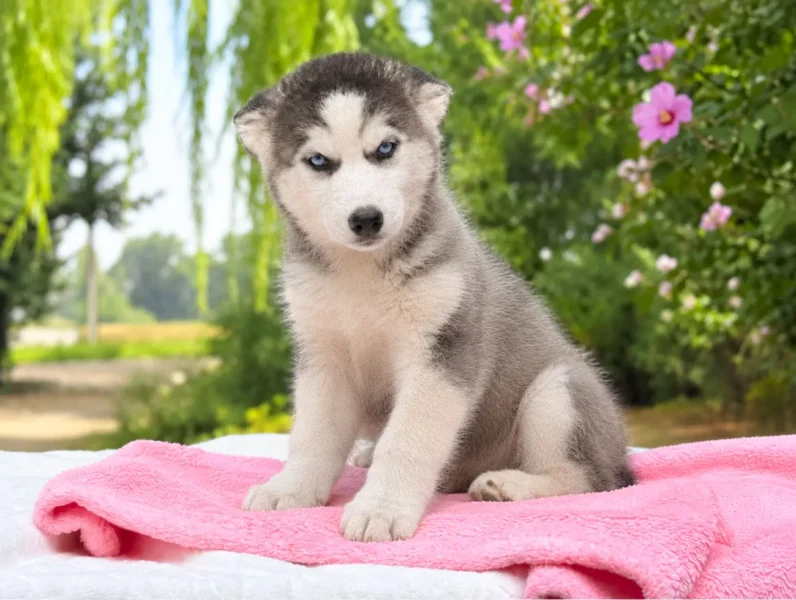 Husky Beatrix2
