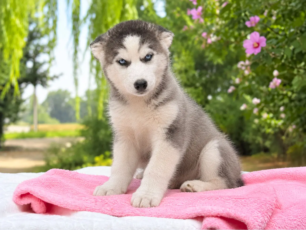 Beatrix, Husky, femmina, Bianca e nera
