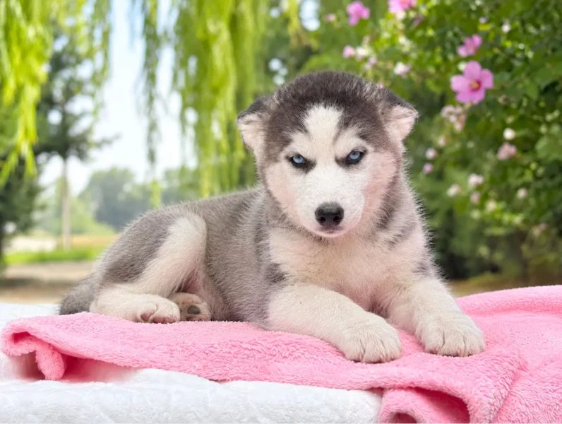 Husky Beatrix3
