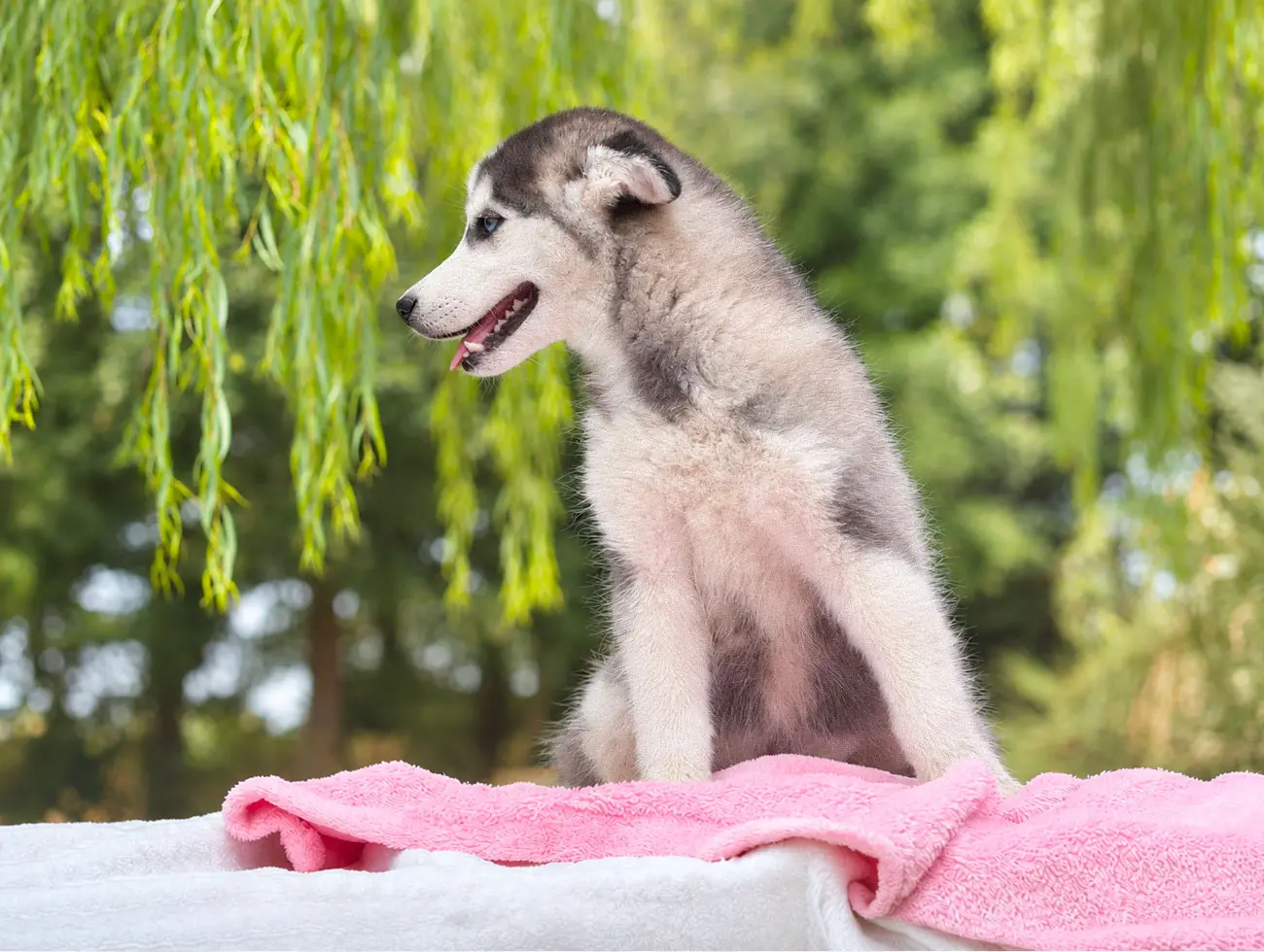 Beatrix, Husky, femmina, Bianca e nera