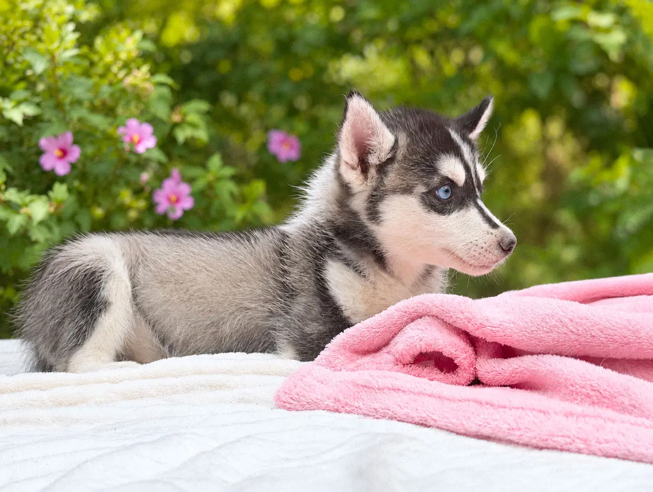 Evey, Husky, femmina, Bianca e nera
