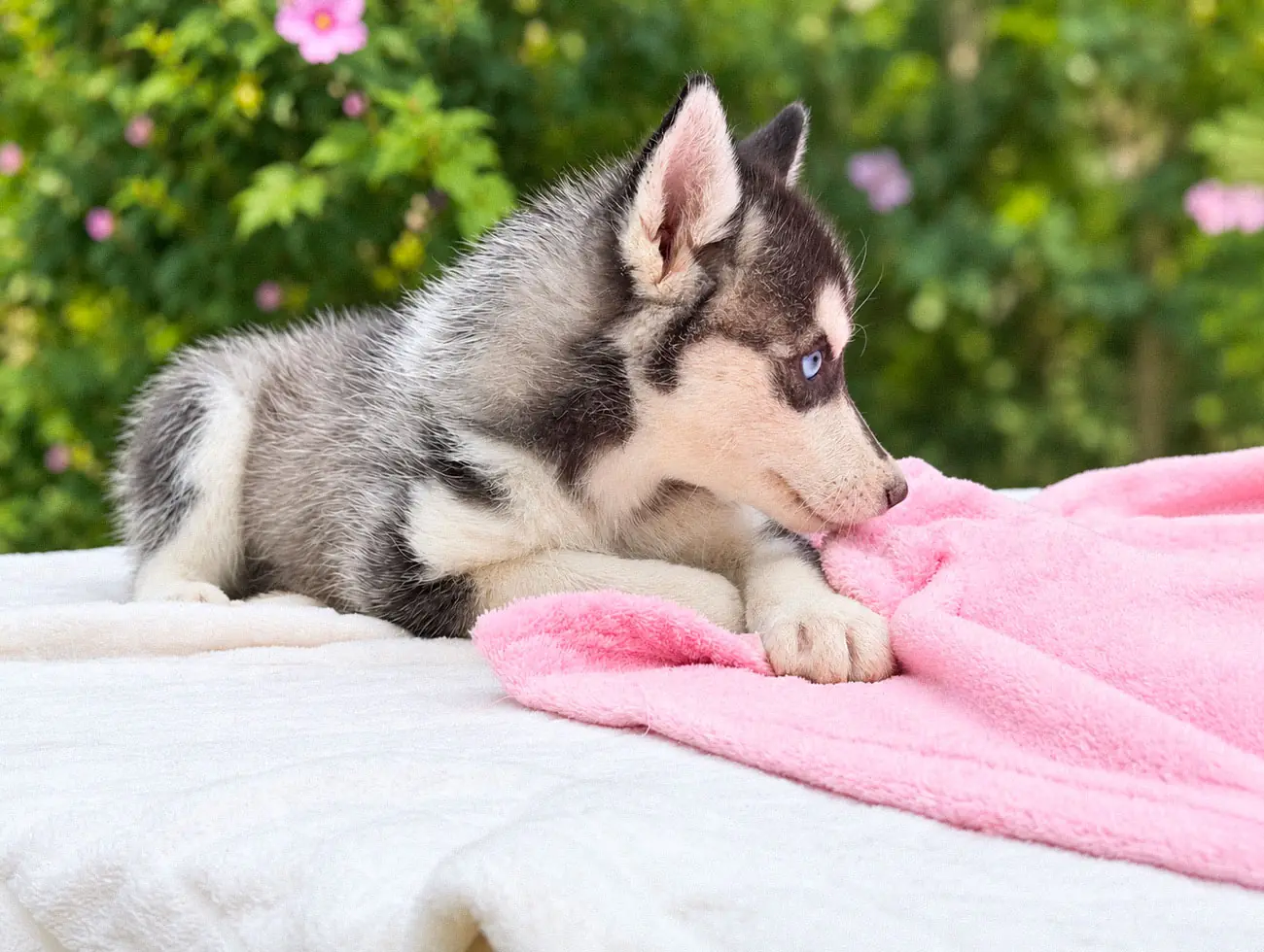 Evey, Husky, femmina, Bianca e nera