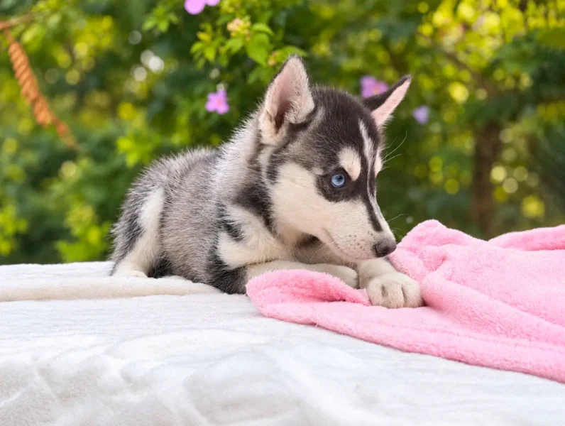 Husky Evey4