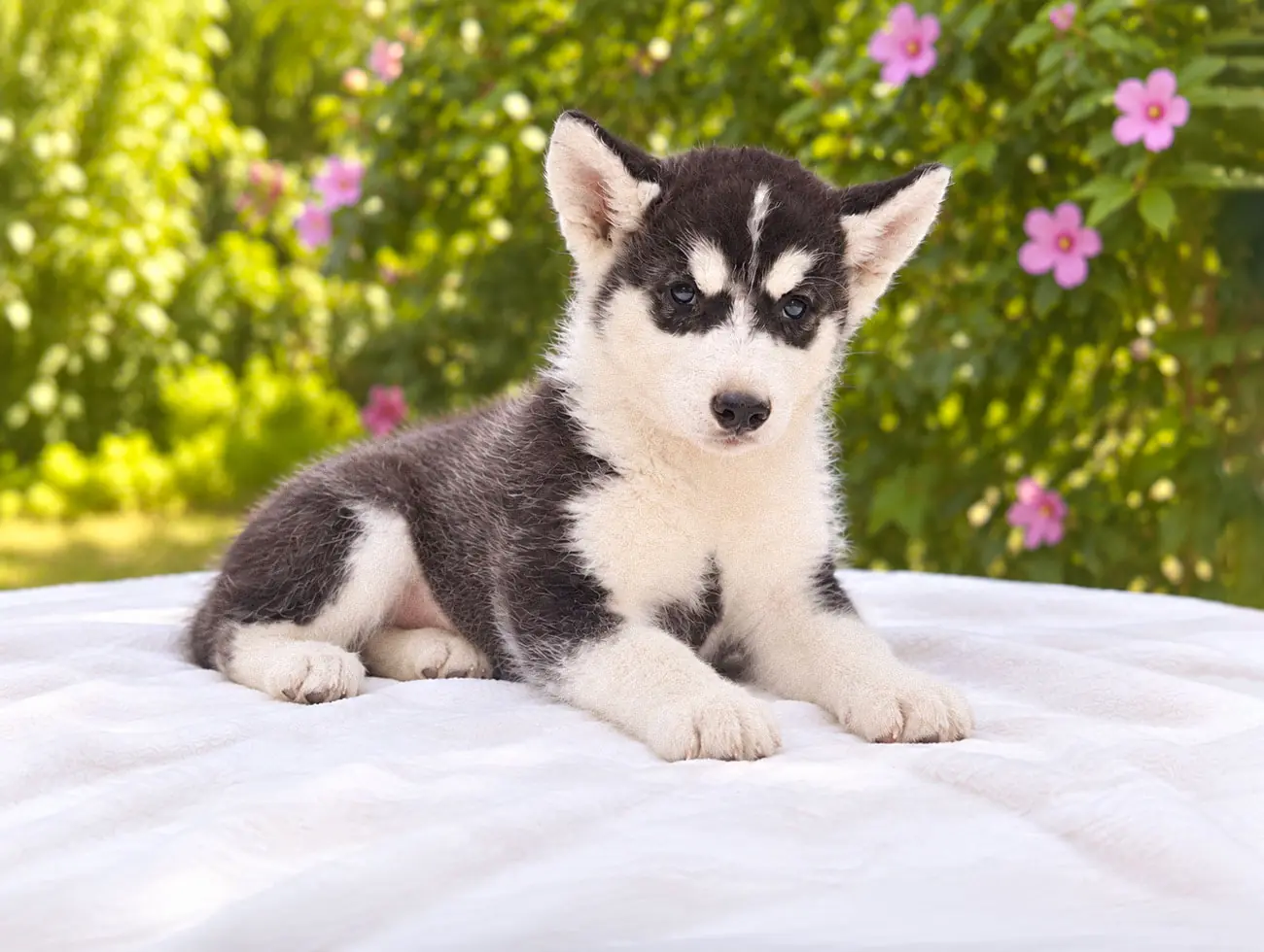 Cuccioli Husky