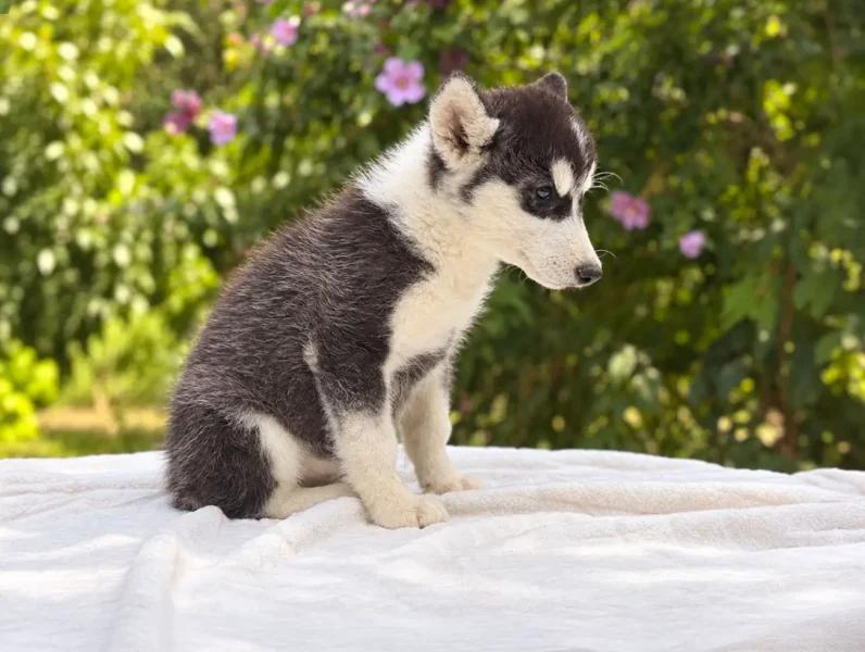 Husky Kint2