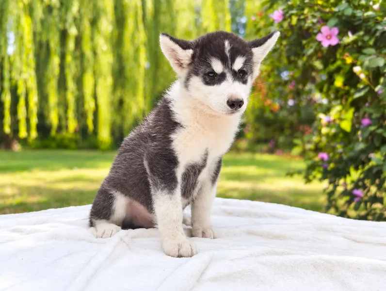 Husky Kint3