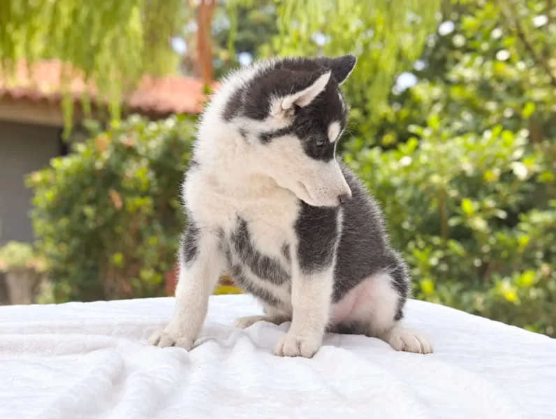 Husky Kint4