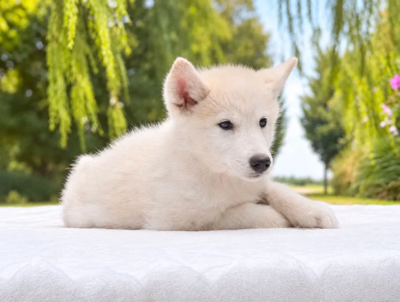 Husky Lewin3
