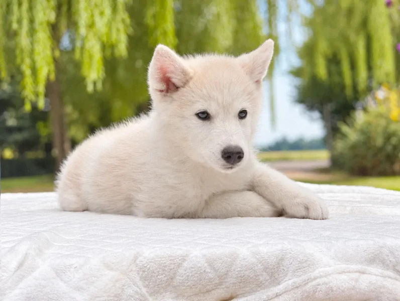 Husky Lewin4
