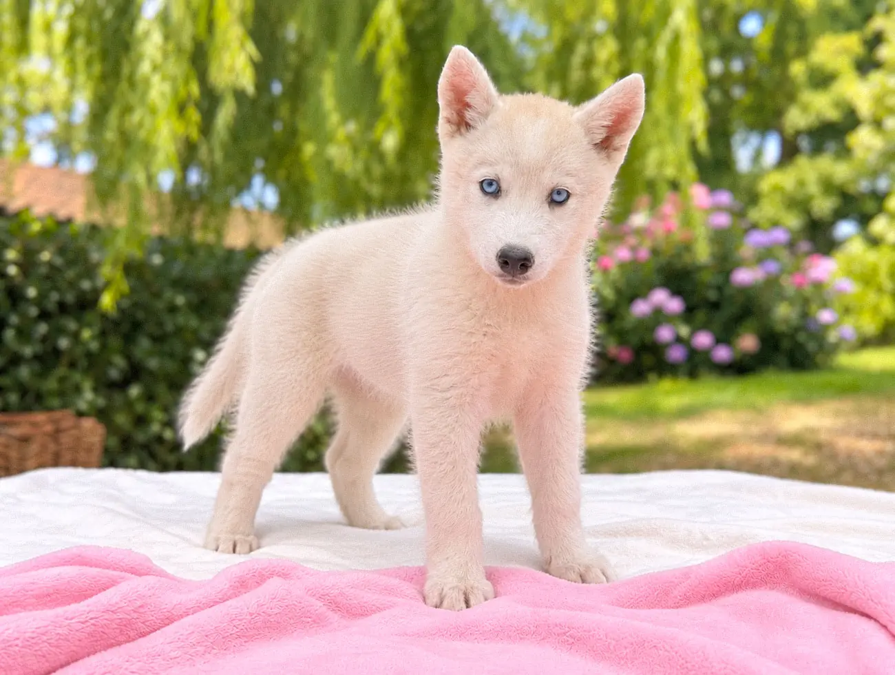 Allevamento Husky