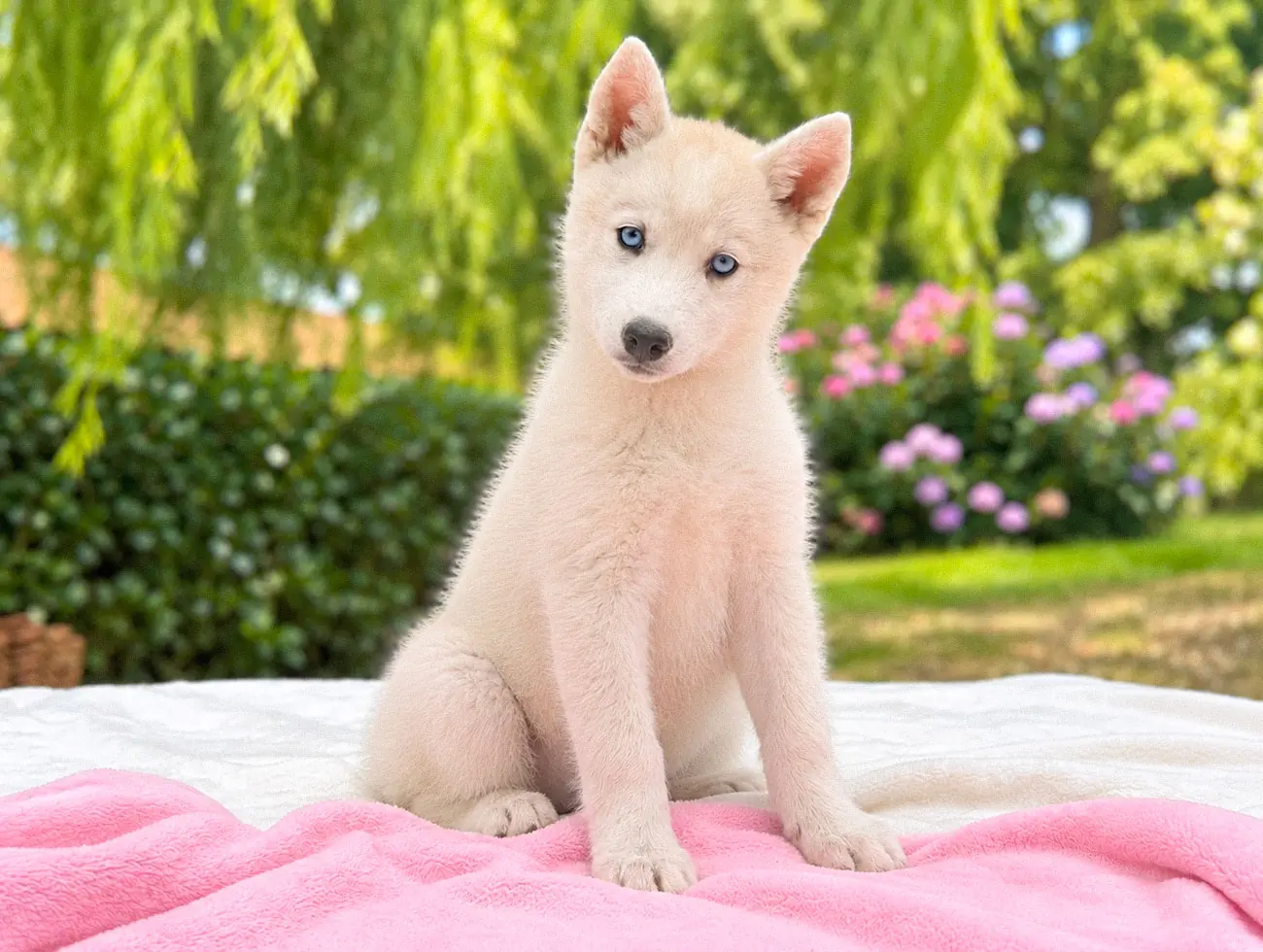 Nakia, Husky, femmina, Bianca