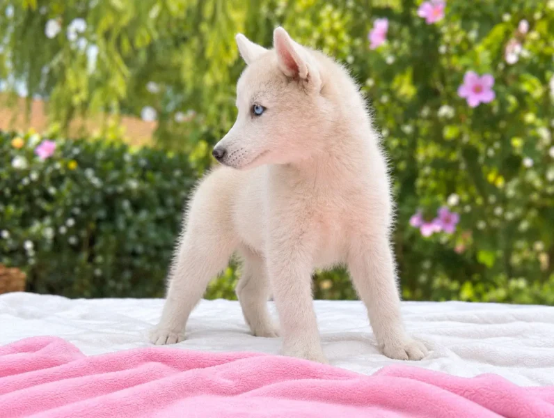 Husky Nakia3