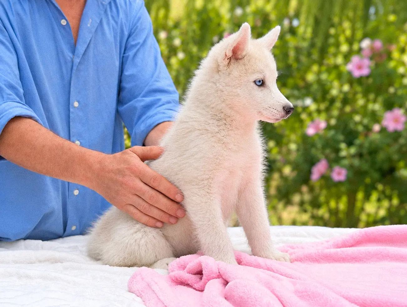Nakia, Husky, femmina, Bianca