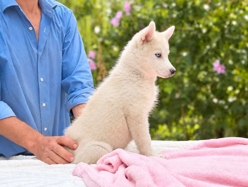Husky Nakia5