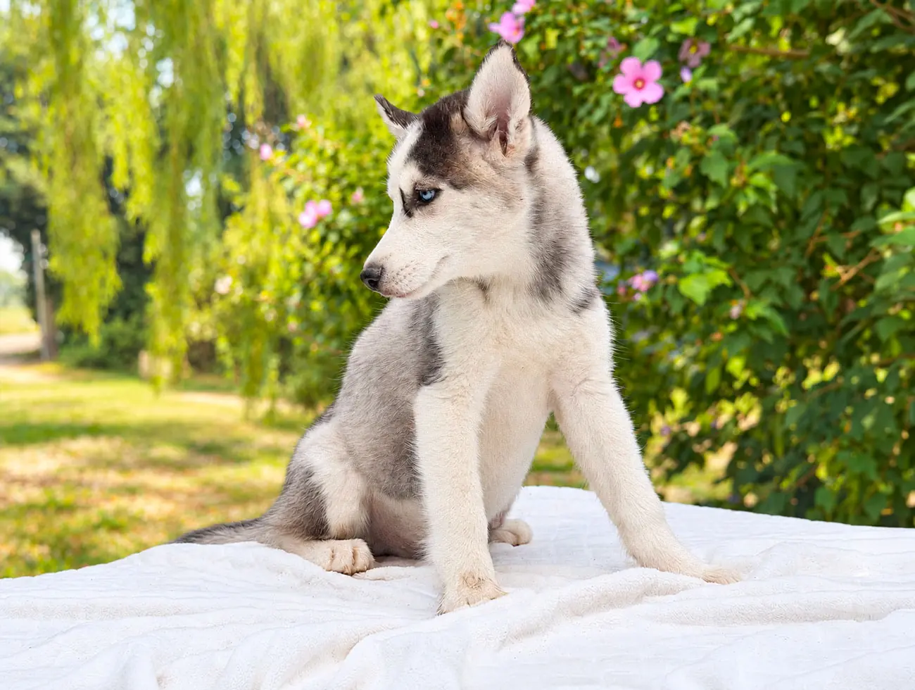 Cuccioli di Husky