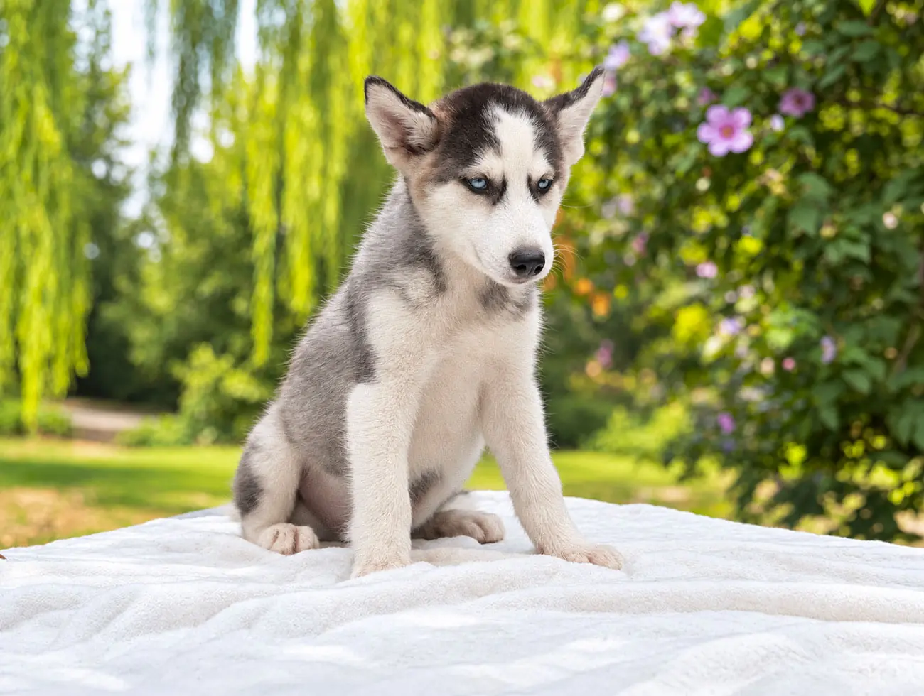 Slevin, Husky, maschio, Bianco e nero