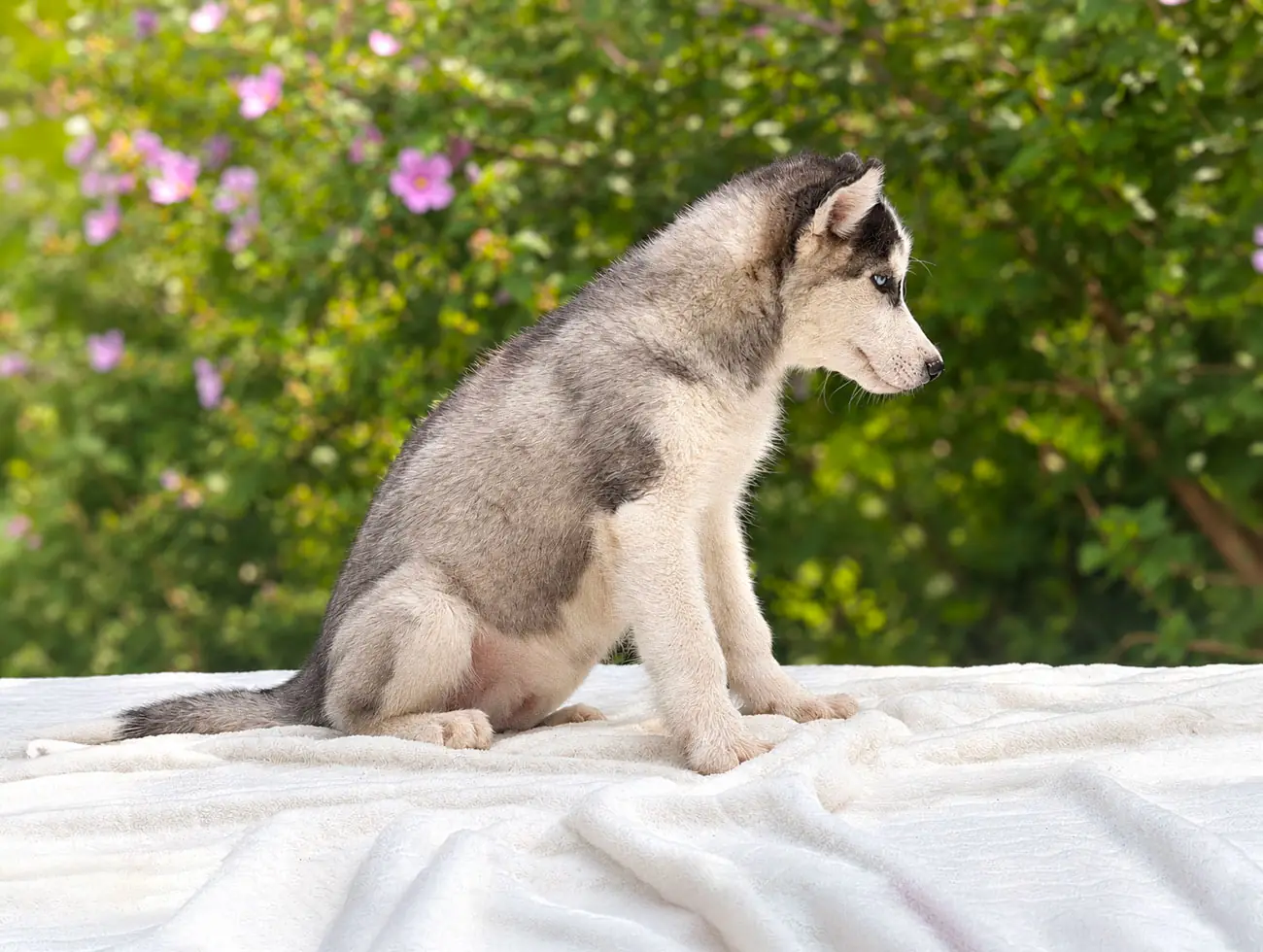 Slevin, Husky, maschio, Bianco e nero