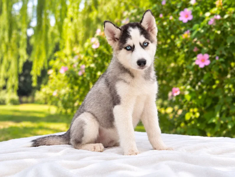 Husky Slevin4