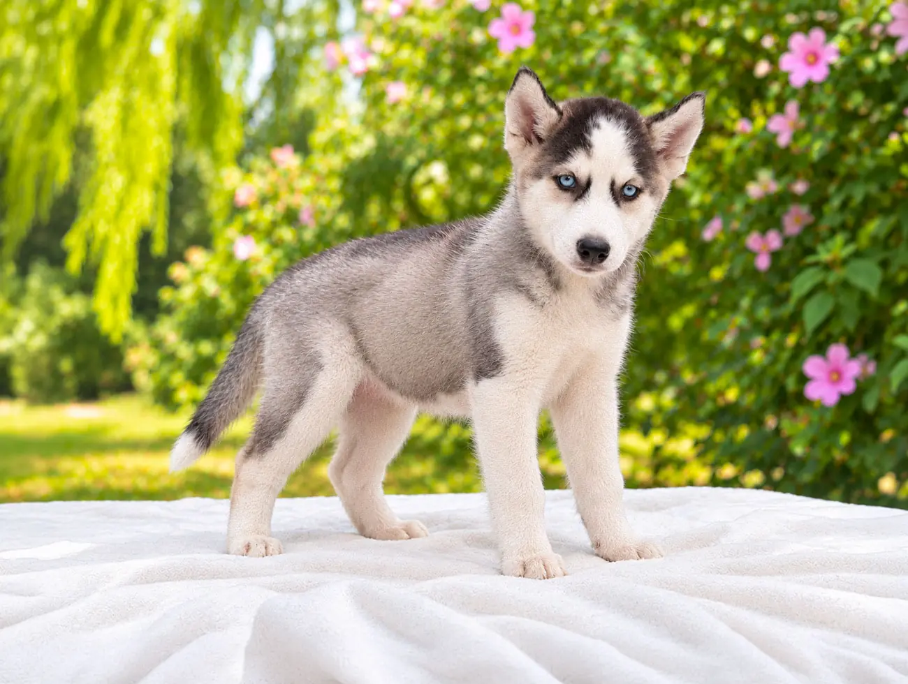 Slevin, Husky, maschio, Bianco e nero
