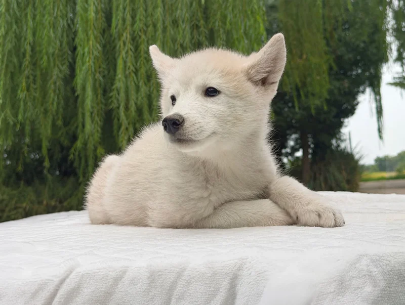 Vendita Cuccioli Husky