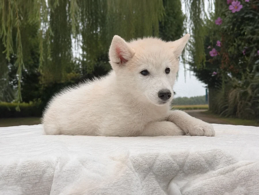 Cuccioli Husky