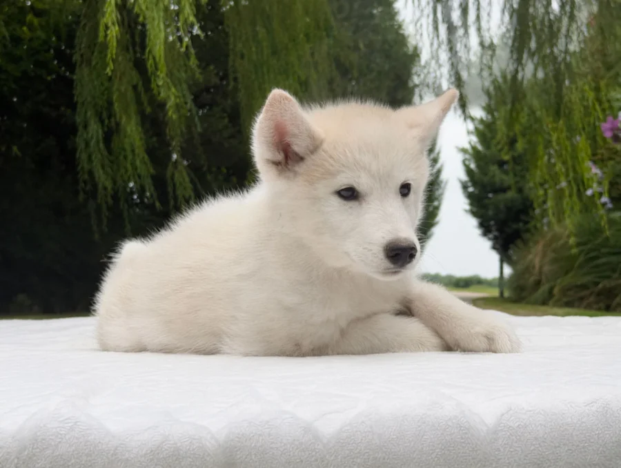 Allevamento Cuccioli Husky