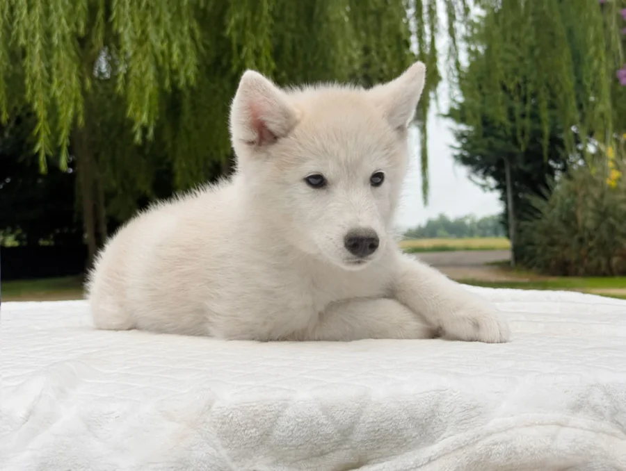 Allevamento Husky