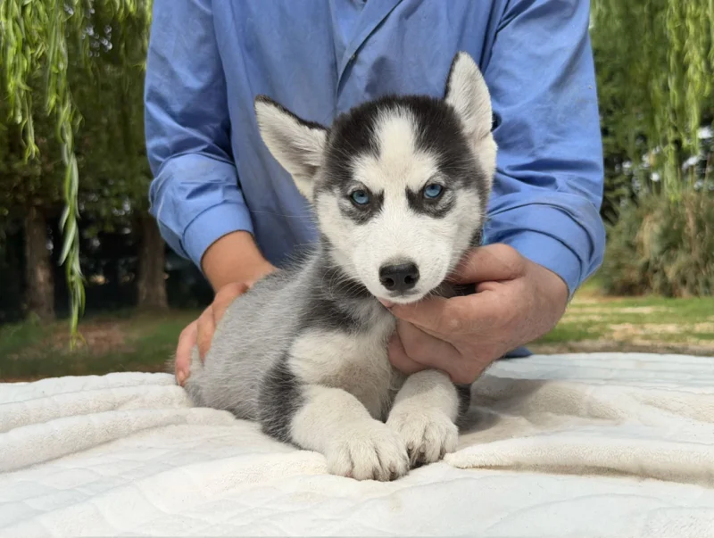 Cuccioli Siberian Husky