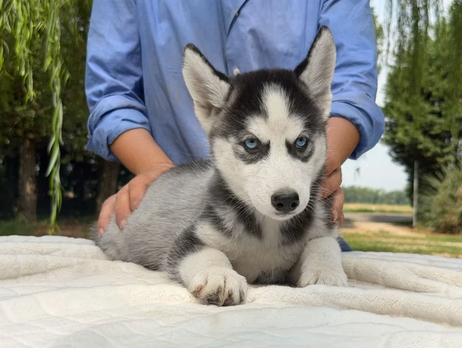 Allevamento Siberian Husky