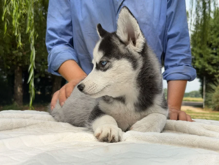 Cuccioli di Husky