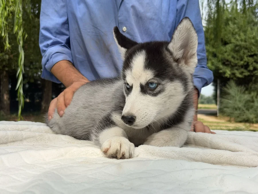 Husky Cuccioli