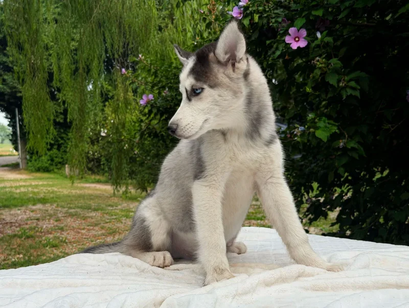 Vendita Cuccioli Siberian Husky
