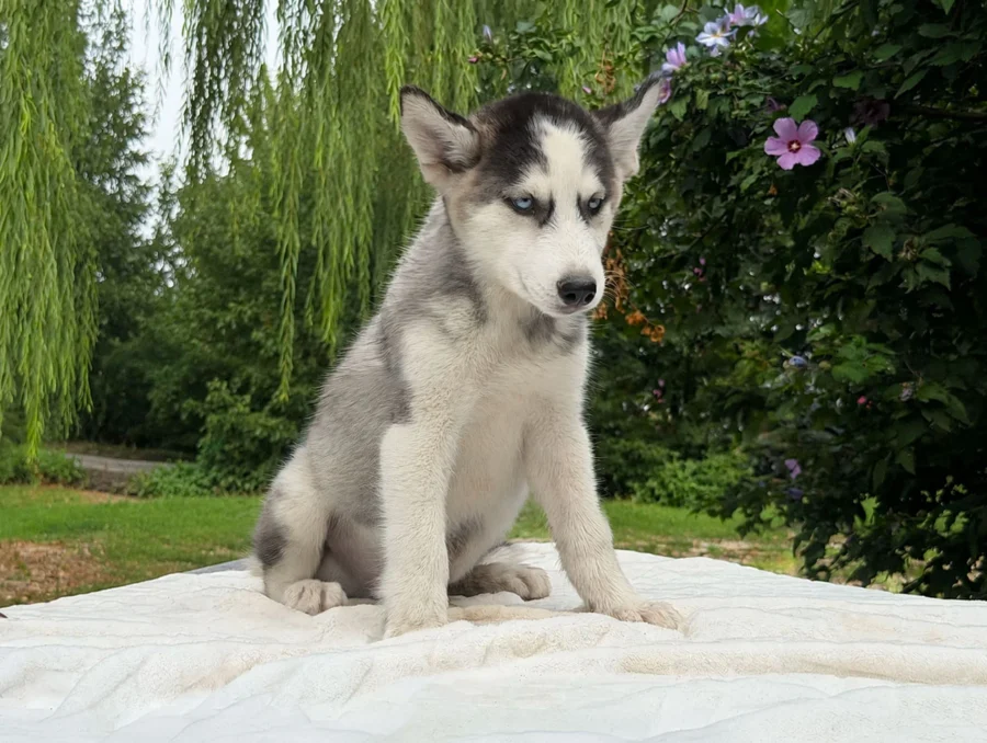 Allevamento Cuccioli Husky