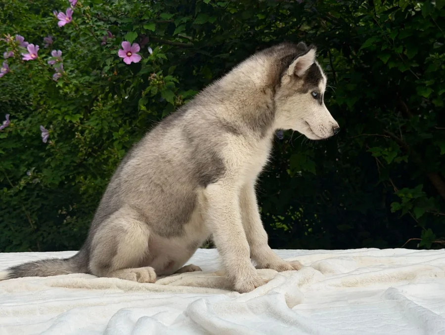 Allevamento Husky