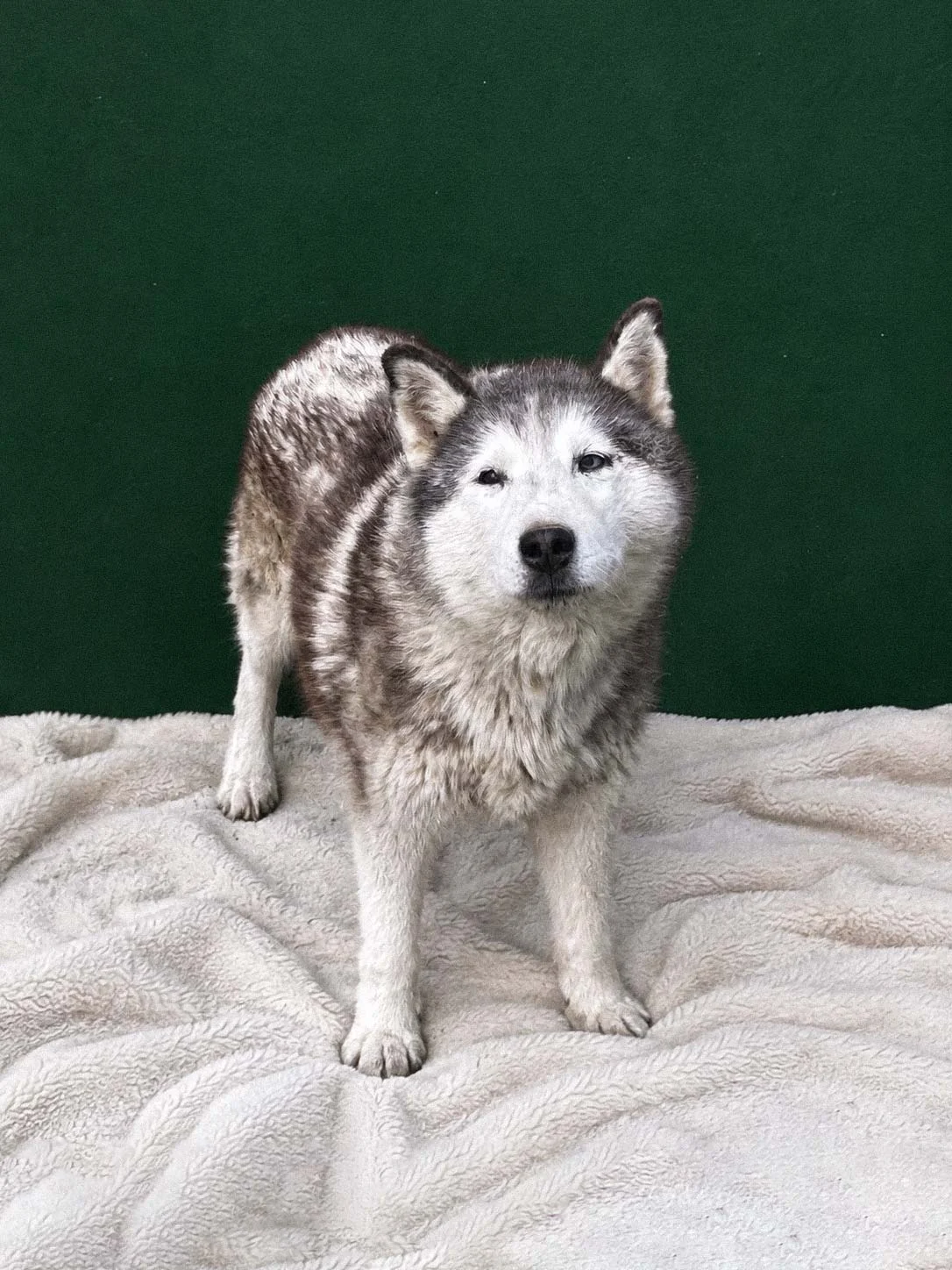 Husky, femmina di 2 anni