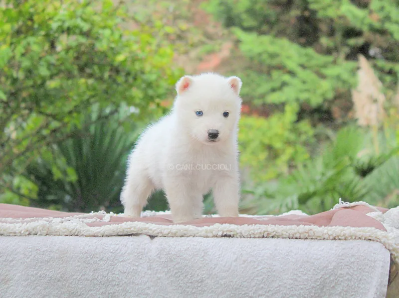 Idefix, Husky, in piedi su un telo chiaro