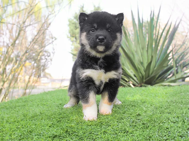 Iris, cucciola di Shiba Inu, fotografata durante i primi mesi