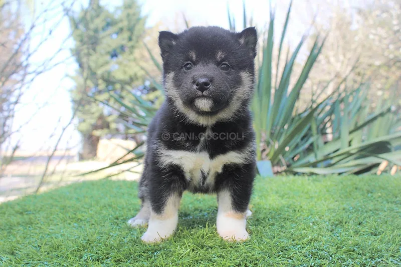 Iris, cucciola di Shiba Inu in una foto dedicata alla vita da cucciolo