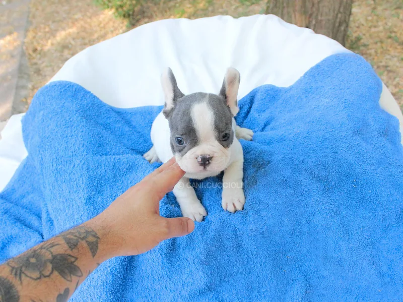 Jasper, Bulldog francese, fotografato in un ritratto nitido